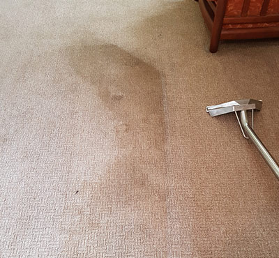 A Professional Carpet Clean